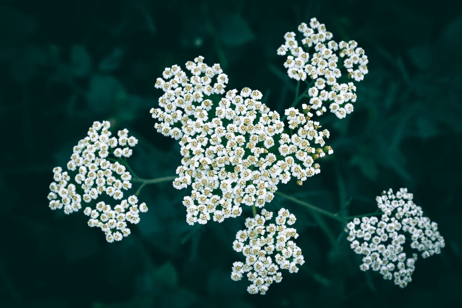 Yarrow (Achillea millefolium) in flower, a sustainable native herb alternative