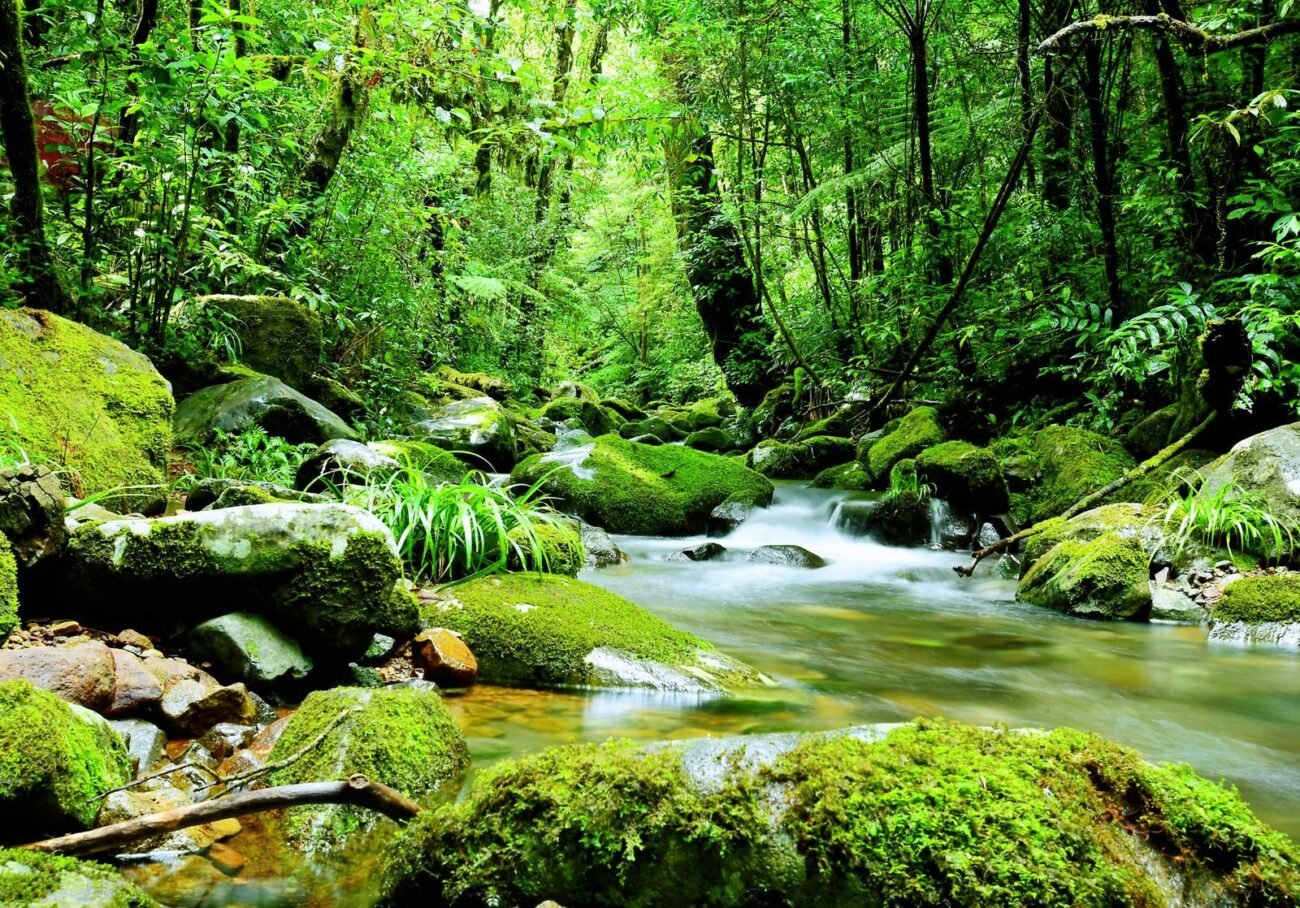 Freshwater stream flowing through a green rainforest with mossy rocks and ferns