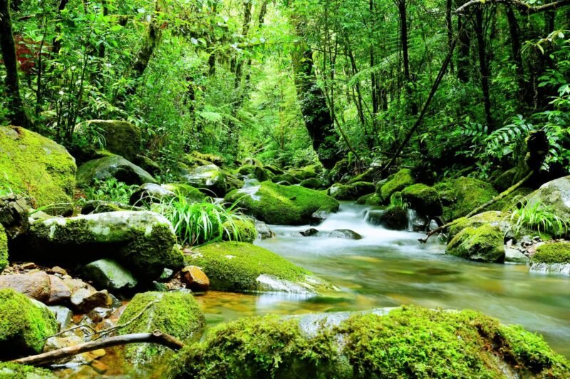 What Are the 7 Main Types of Ecosystems? (Plus 10 Real-World Examples)