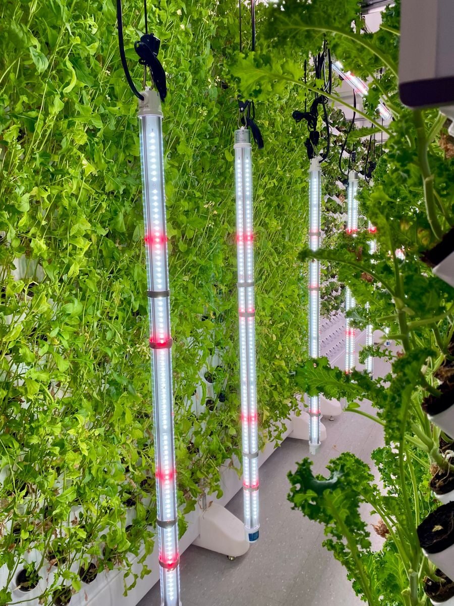 Vertical LED grow light tubes among green plants in an indoor garden