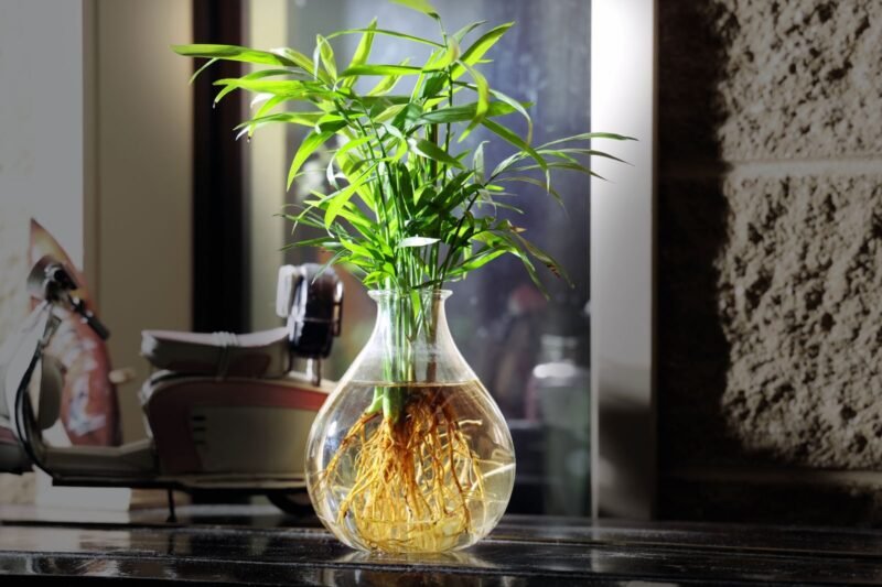 DIY Experiment: The “Kitchen Window” Hydroponic Lab