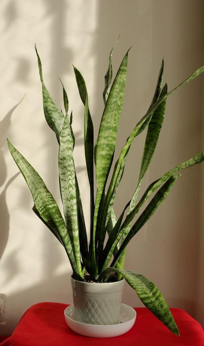 A snake plant (Sansevieria) in a white pot, a low-light houseplant that uses CAM photosynthesis to conserve water