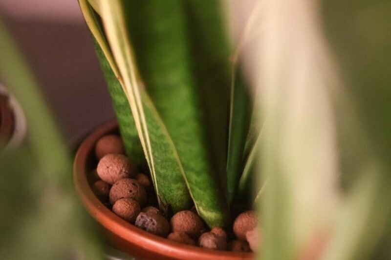 Hydroponic Growing Media: What Roots Actually Sit In.