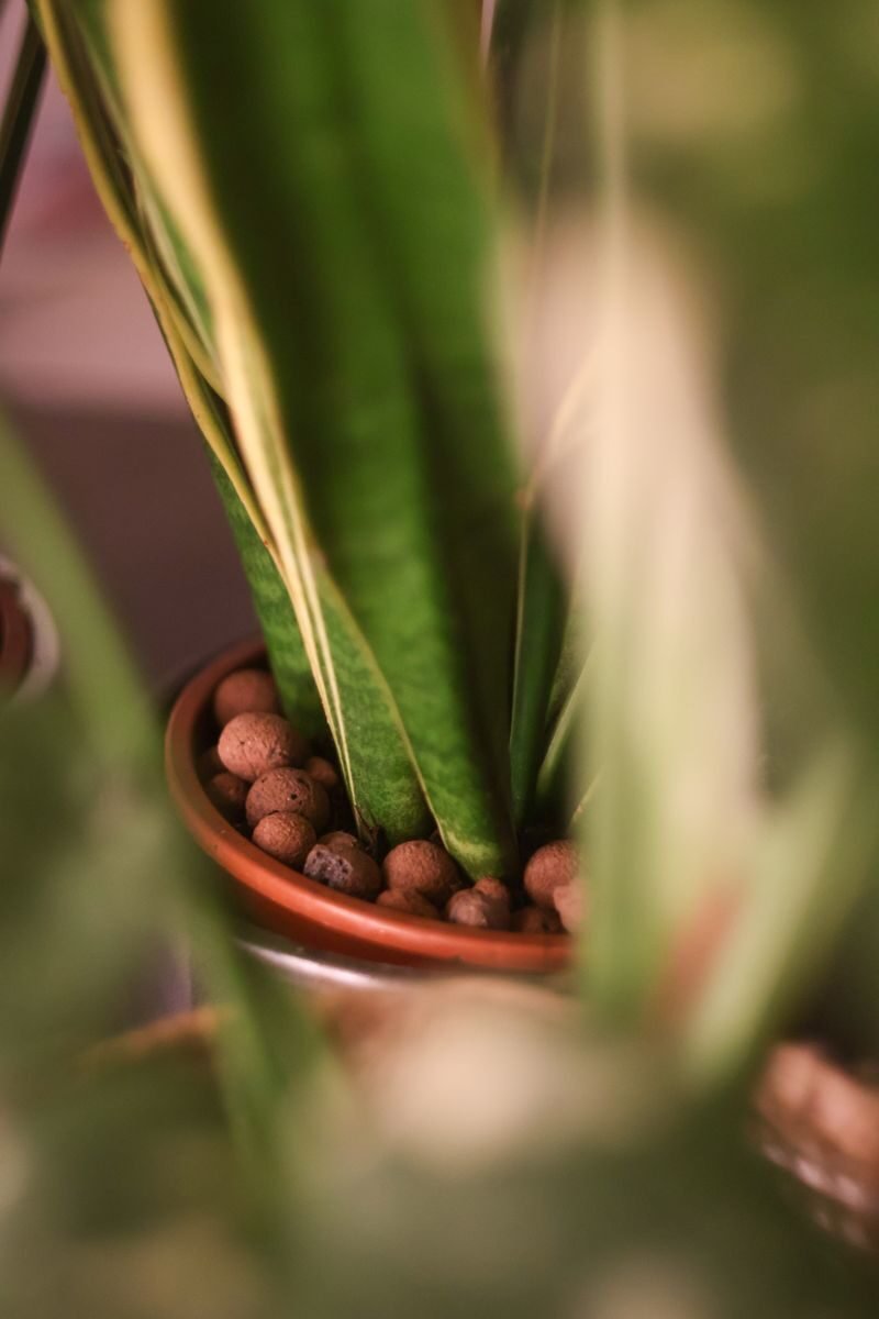 A plant growing in a pot topped with expanded clay pebbles as the growing medium