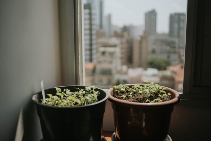 How to Start Indoor Gardening for Beginners.