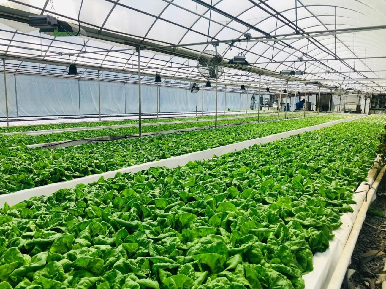 Rows of green lettuce growing in a hydroponic greenhouse system