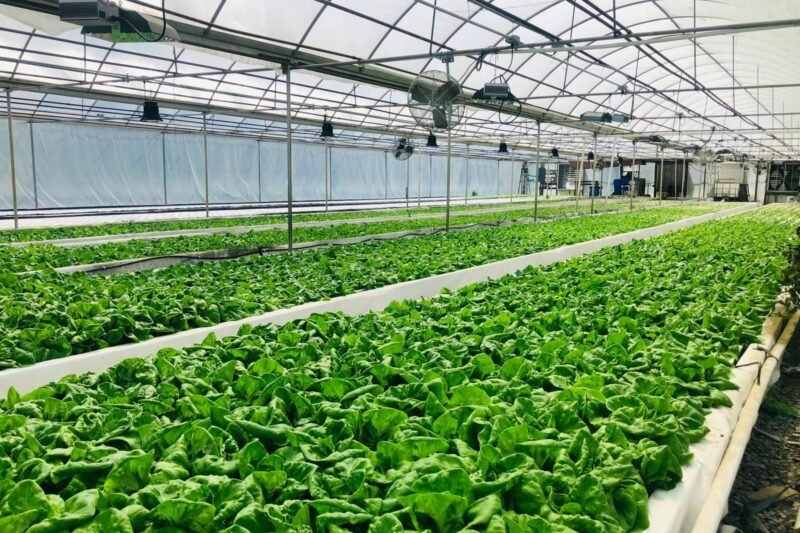 Hydroponics vs. Soil: A Biogeochemical Comparison.