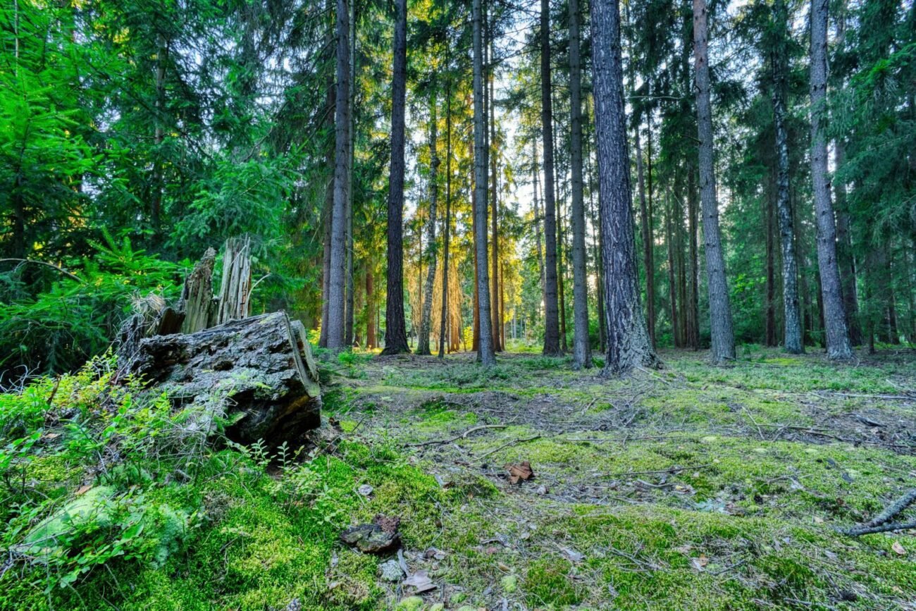 A sunlit forest ecosystem with pine trees, mossy ground, and a lichen-covered rock, living and non-living parts interacting