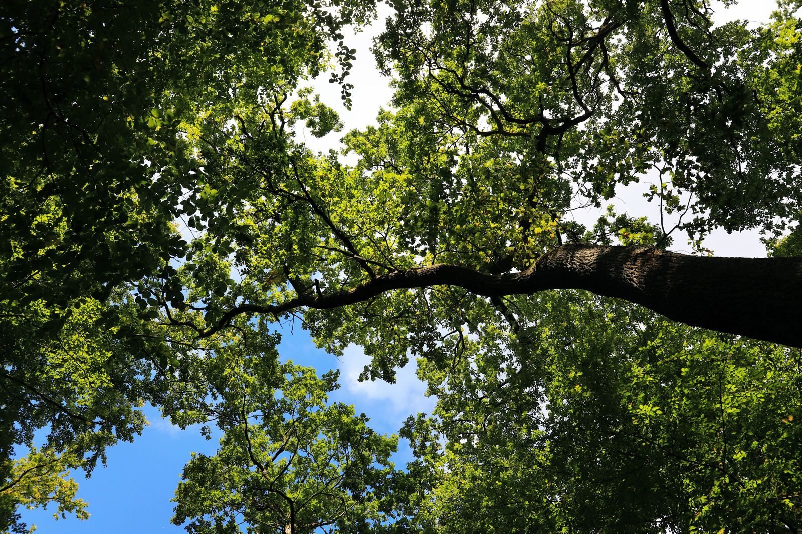 Looking up into a forest canopy, where plants interact as a complex ecosystem
