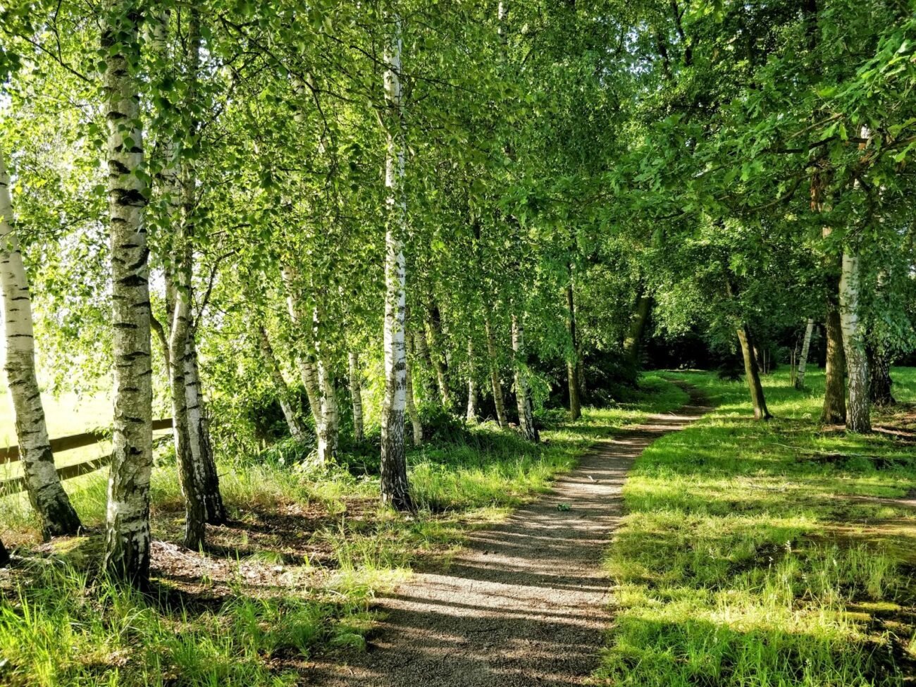 Silver birch trees (Betula pendula) in a sunlit temperate woodland, the species studied for growth responses to warming and ozone