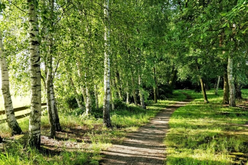 How Warming and Tropospheric Ozone Affect Silver Birch Growth and Soil Respiration