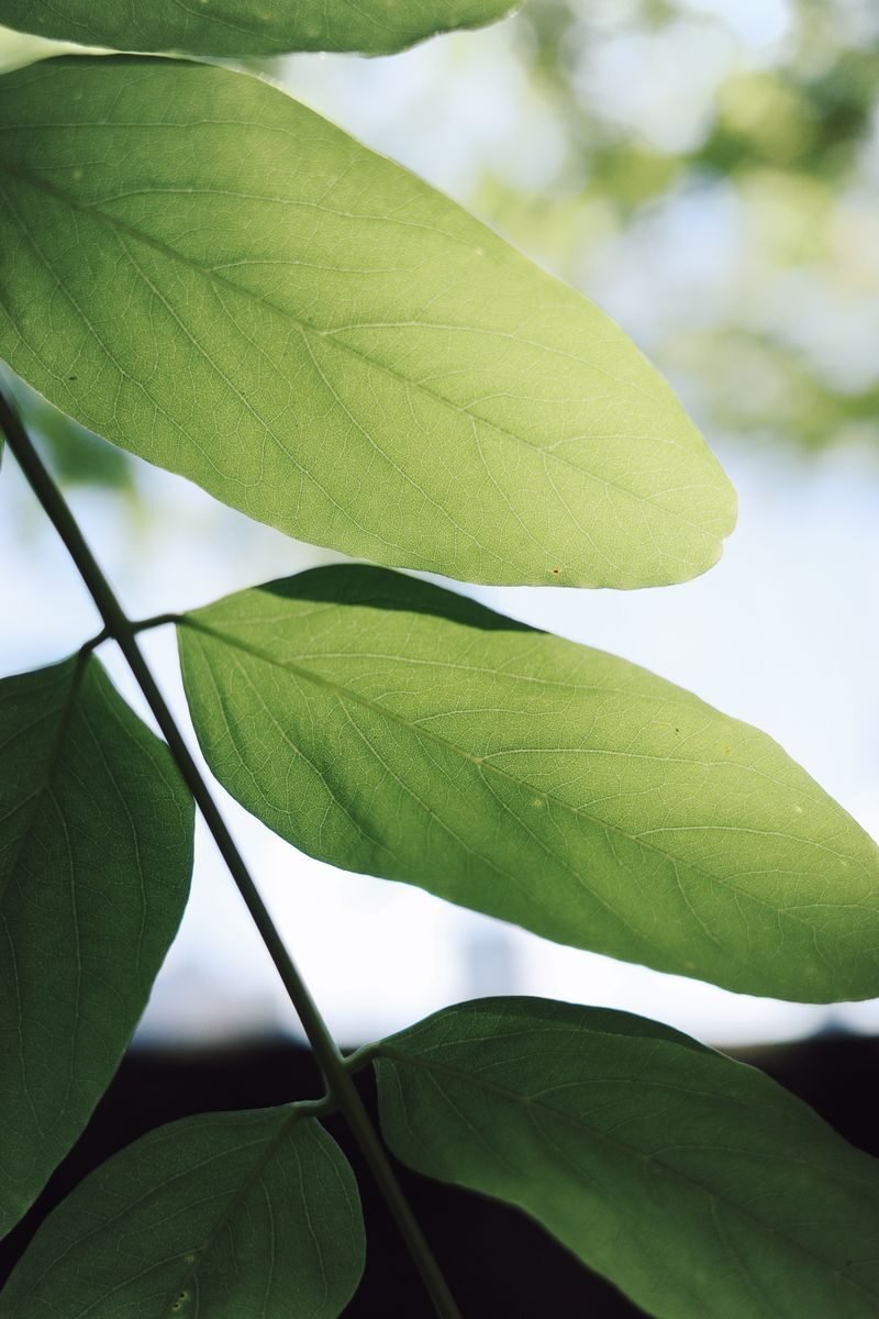 Sunlight shining through green leaves, showing the light capture at the heart of photosynthesis