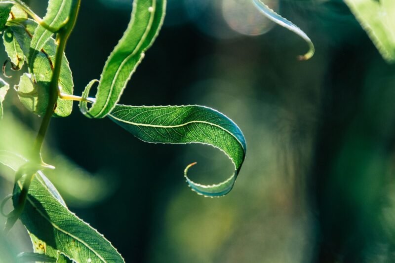 Why Are My Houseplant Leaves Curling?