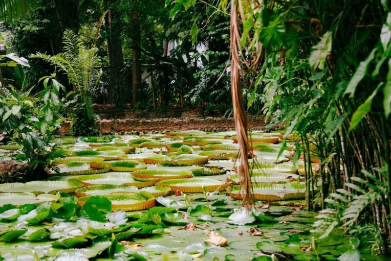 What Is Plant Taxonomy?