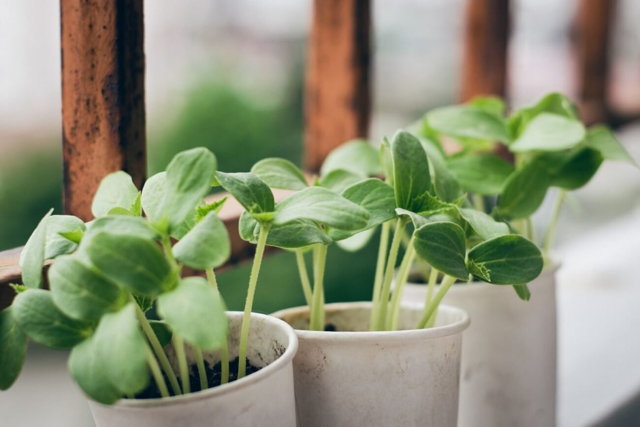 Young seedlings and microgreens growing densely in small pots on a bright windowsill, fast-growing indoor plants