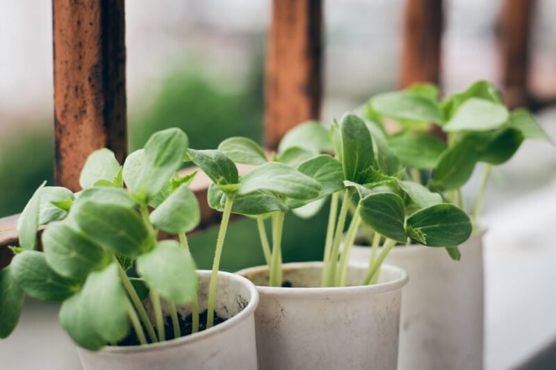 What Indoor Plants Grow Fast?