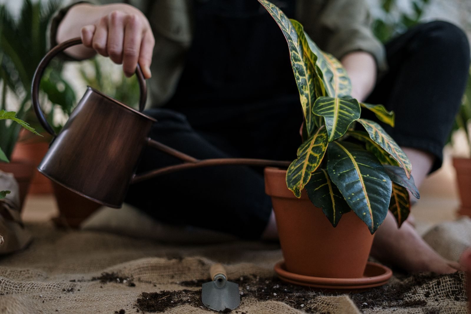 A person with a watering can tending a healthy potted houseplant