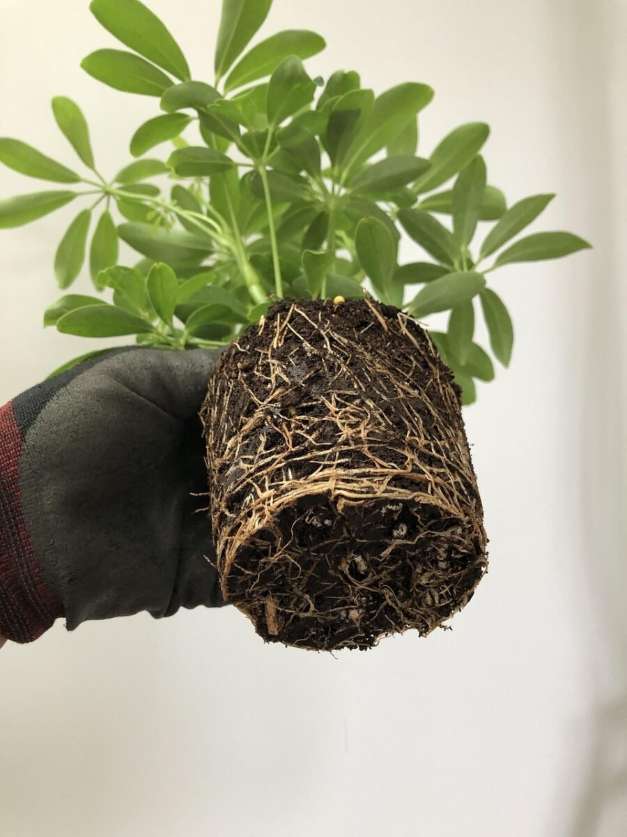 A gloved hand holding a plant lifted from its pot with roots densely wound into a tight mat