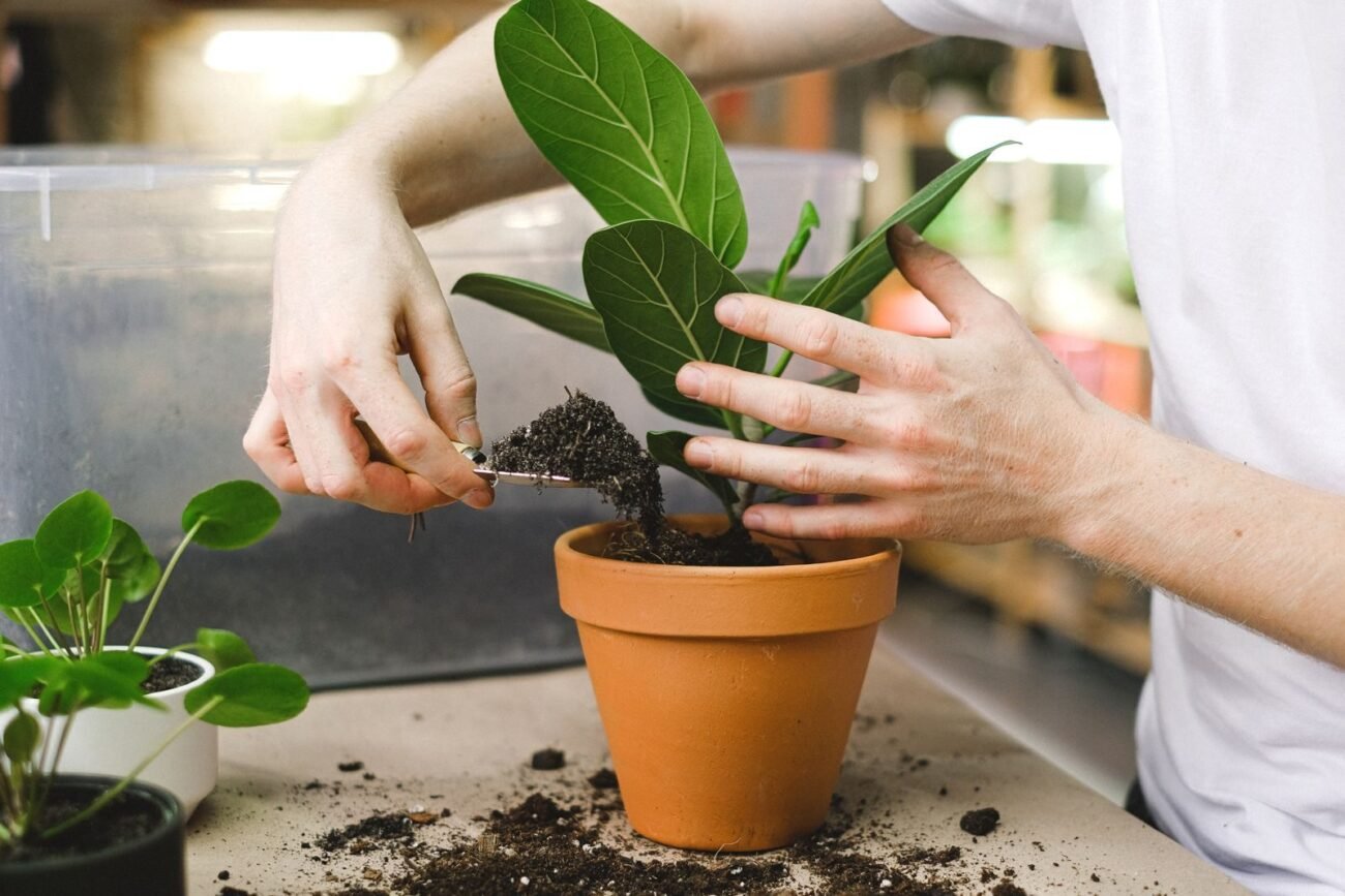 Hands adding fresh potting mix around a ZZ plant in a terracotta pot