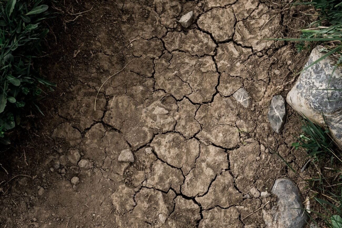 Cracked dry soil with sparse vegetation, showing drought stress and the loss of ecosystem balance