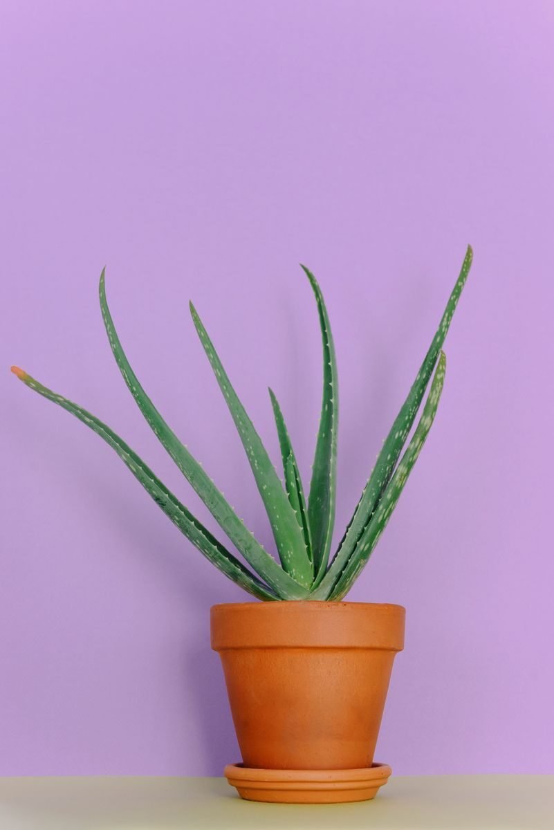 A potted aloe vera plant with thick fleshy leaves, a drought-tolerant succulent that releases oxygen at night