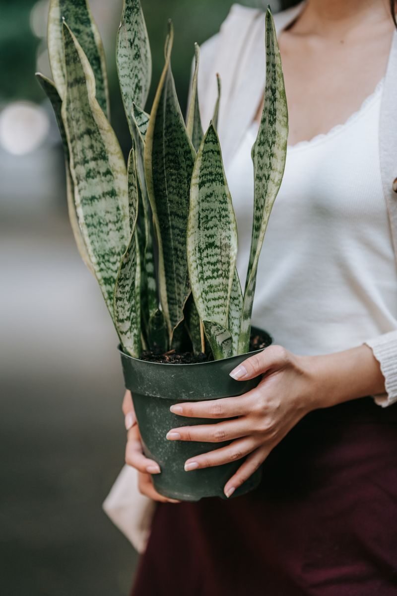 A potted snake plant (Sansevieria trifasciata) with tall, upright banded leaves, a top oxygen-producing houseplant