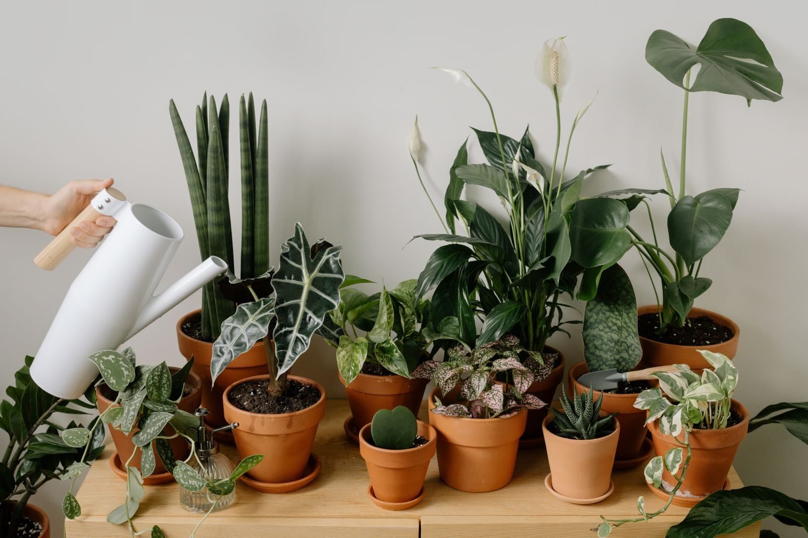 A collection of indoor houseplants in terracotta pots being misted, grown together to improve oxygen and air quality