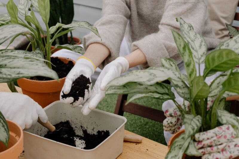 The Best Soil for Houseplants: What a Good Potting Mix Needs.