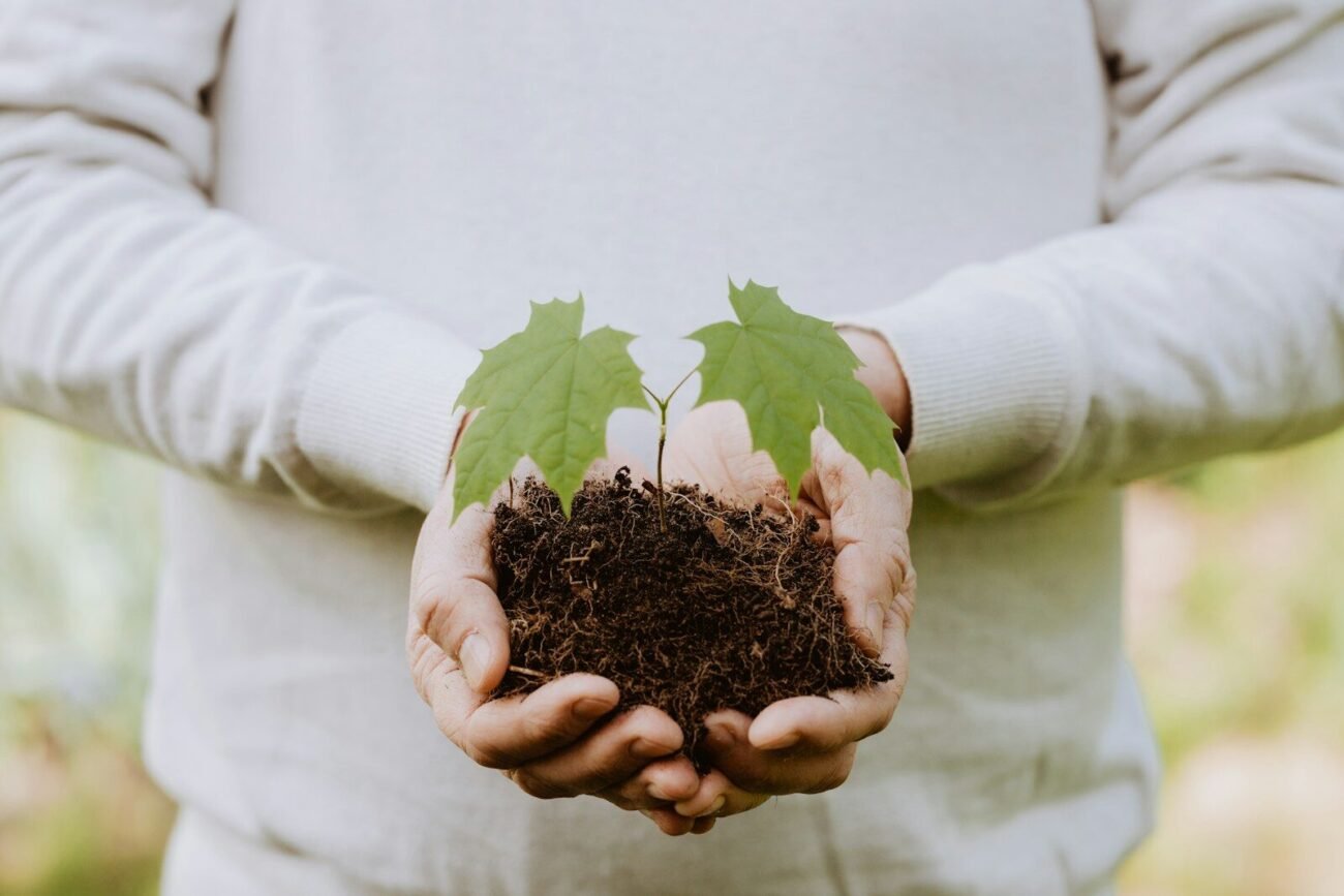 Two hands cupping dark crumbly soil with a small green seedling growing from it