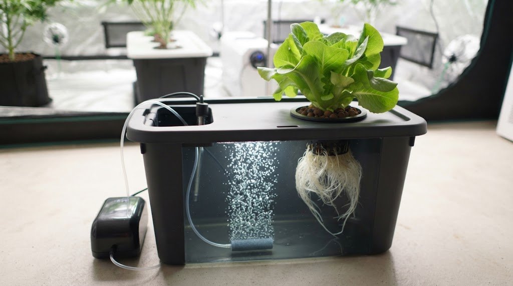 A hydroponic deep water culture bucket with an air pump and air stone bubbling oxygen to lettuce roots