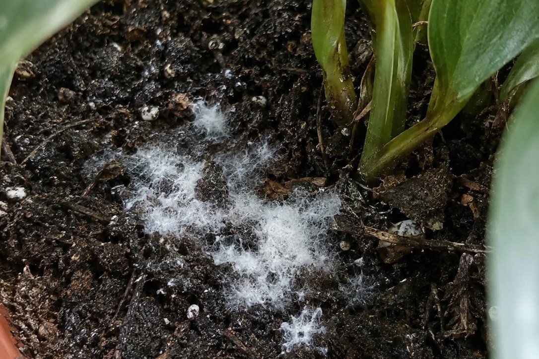 A patch of white fuzzy cottony mould on the soil surface at the base of a potted houseplant