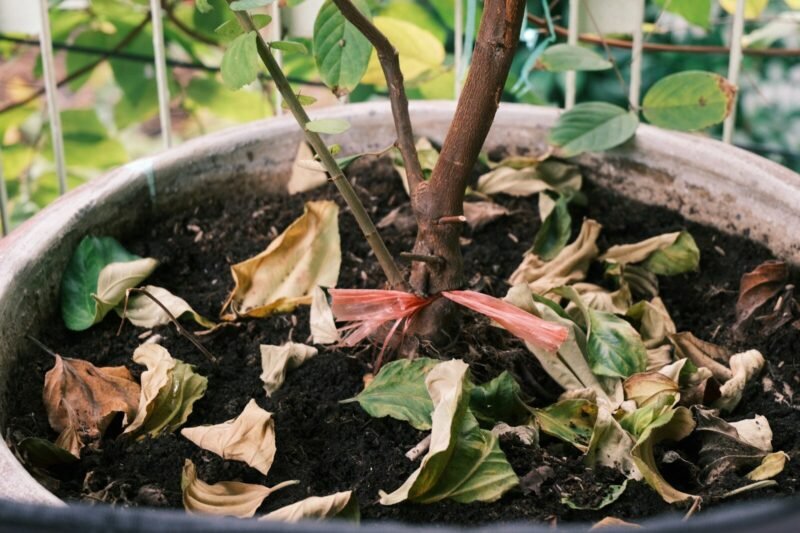Why Is My Houseplant Dropping Leaves?