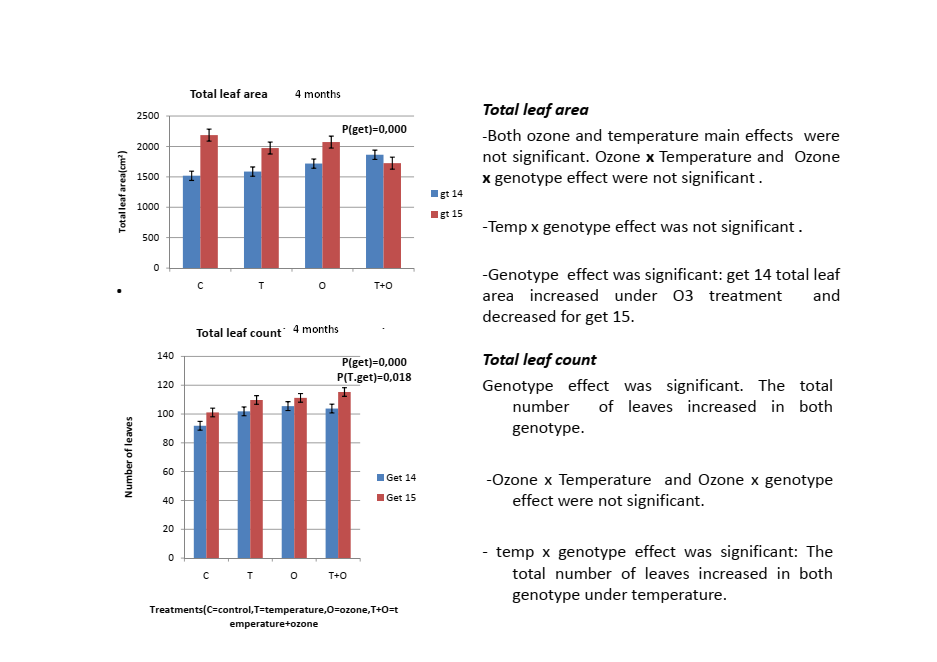 Bar charts from the author's thesis showing total leaf area and total leaf count of birch saplings across control, temperature, ozone and combined treatments